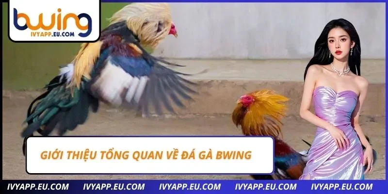 Giới thiệu tổng quan về đá gà Bwing