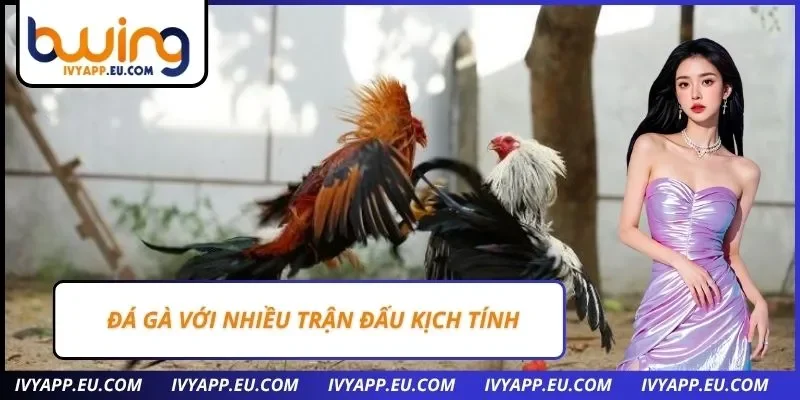 Đá gà với nhiều trận đấu kịch tính