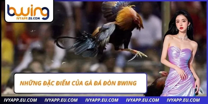 Những đặc điểm của gà đá đòn Bwing